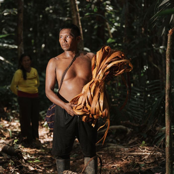 Armando Umirez (traditional name: Jan+fo) is one of the last Muinane who speaks his Native language fluently, having learned it from his father. Although his mother is from the Bora ethnic group and he currently resides in Uitoto territory, Armando always tries to speak his language with the few relatives who still speak it. Armando extracts bark to weave a matafrío, a task shared between men and women, to extract the juice from the cassava and obtain starch. Photo by: Ryan Cortés, August 19, 2024