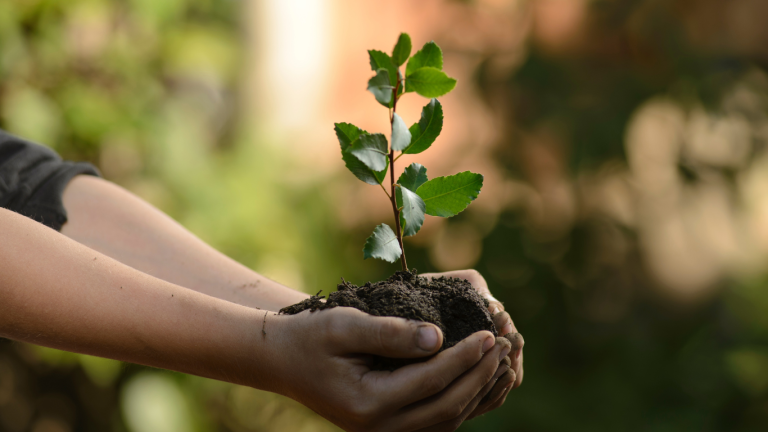 a plant in soil is held within the palm of two hands.