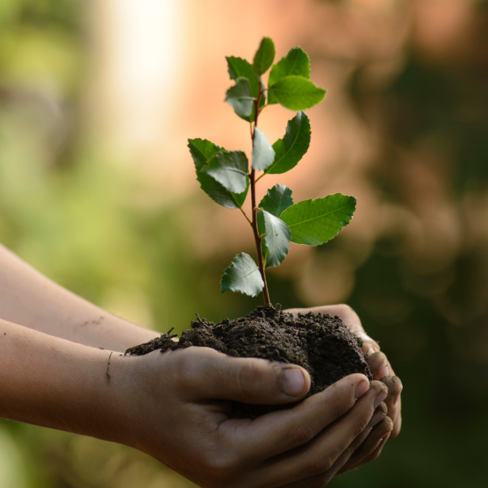 a plant in soil is held within the palm of two hands.