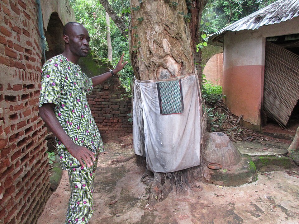 A mature Milicia excelsa tree, known as the incarnation tree of King Kpassè Loko — founder of the historic town and sacred forest of Kpassè in Ouidah, Benin — standing tall in the surrounding forest under soft daylight.
