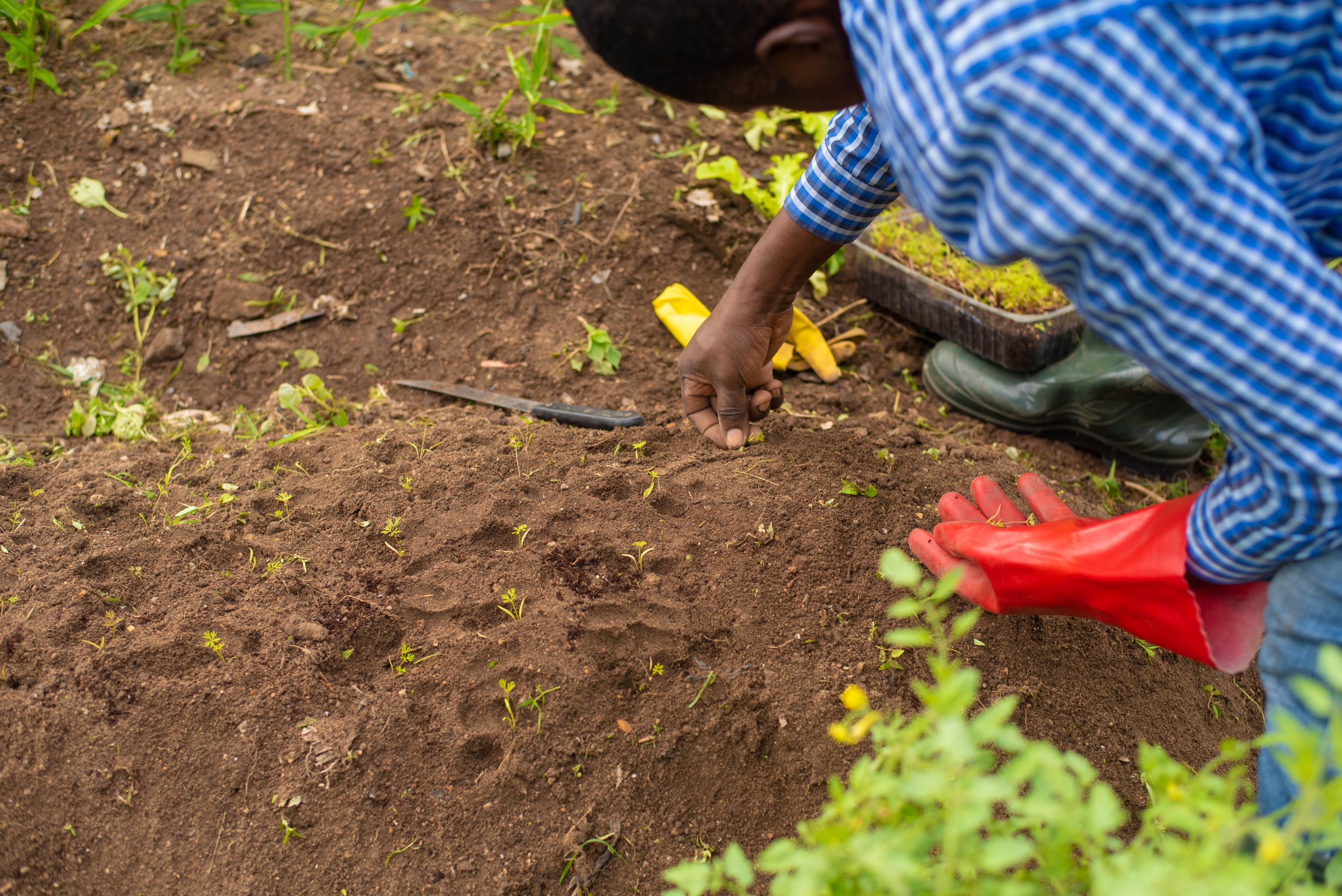 A man in a blue checkered shirt leans over a garden bed, placing small seedlings into the soil with his hand. Gardening gloves, a tray of sprouts, and a knife lie nearby on the ground.
