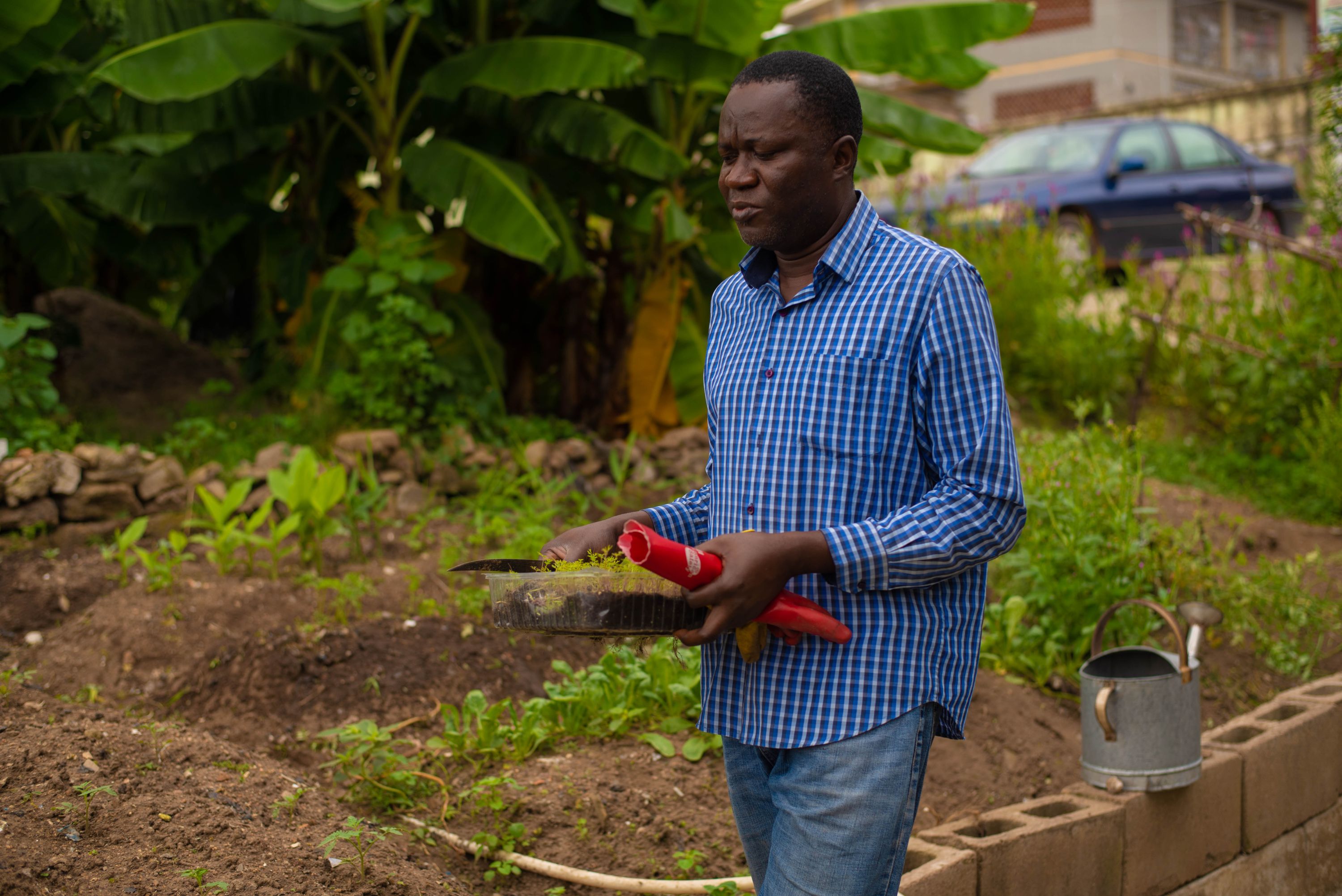 A man in a blue checkered shirt and jeans walks through a garden holding a tray of seedlings and a pair of red gloves. Plants, banana trees, and a watering can are visible around him, with a house and a parked car in the background.