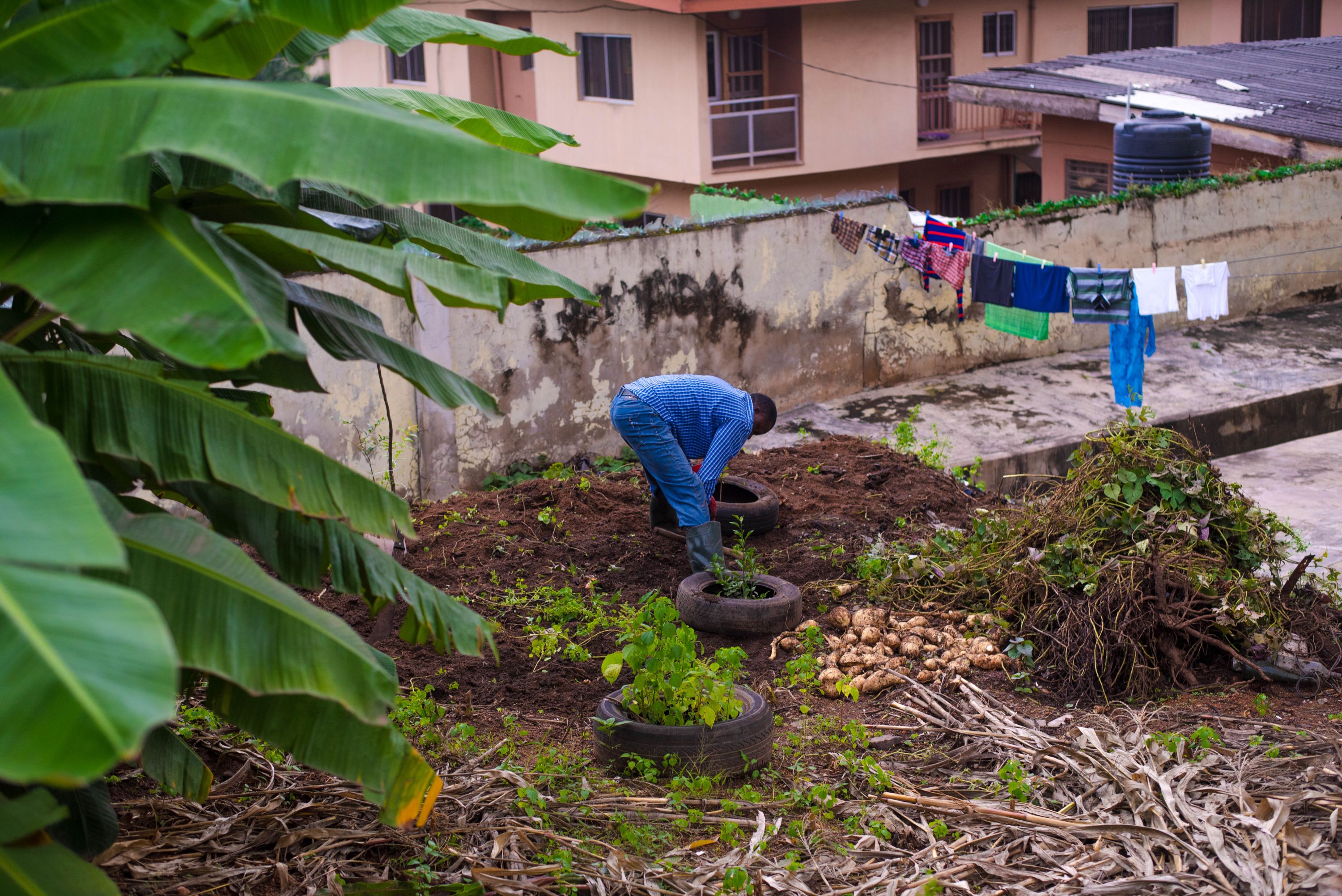 A man in a blue checkered shirt bends over while tending crops planted in old tyres inside a small home garden. Banana leaves fill the left side of the frame, and a concrete wall separates the garden from nearby houses, with clothes hanging on a line in the background.