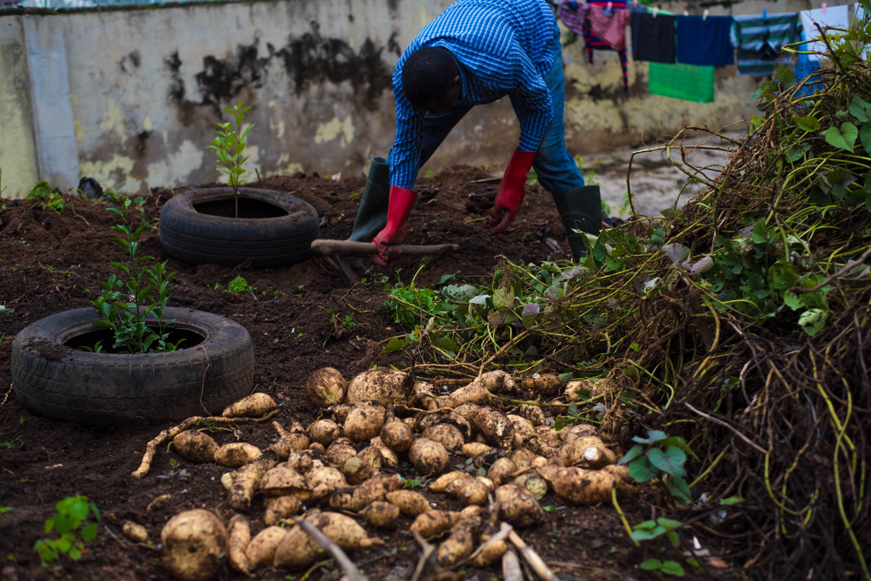 Sweet potatoes lie in a pile on the soil beside uprooted vines, while a man in a blue checkered shirt bends over working in the background. Two small plants are growing in old tyres nearby, and a concrete wall with hanging clothes is visible behind him.