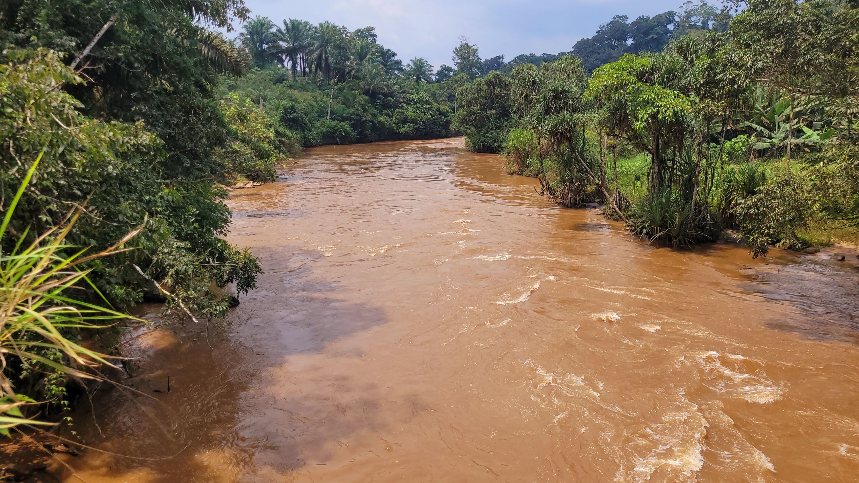 The Byena River, a wide muddy-brown river, flows through dense tropical rainforest in the Mangurejiba landscape of the Democratic Republic of the Congo, with thick vegetation, palm trees, and forest undergrowth lining its banks as it feeds into the wider Congo River system. Photo credit: Joseph Tsongo, July 30, 2025.