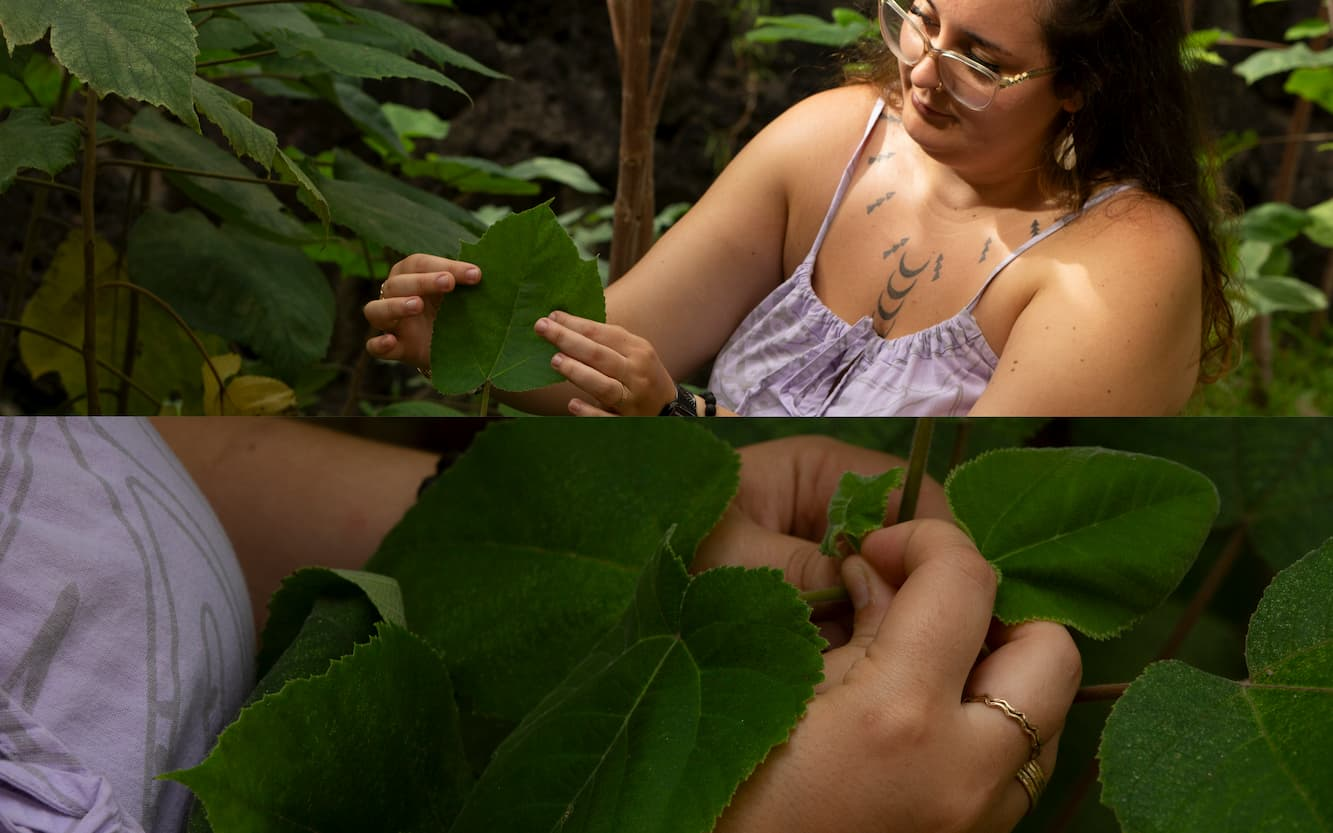 A double-paneled image split horizontally to show two vantage points of a woman interacting with the dark green heart-shaped leaves of the mulberry plant. She is wearing a light purple dress with spaghetti straps, gold rings, and glasses. In the top panel, the woman is turning the leaf up to examine its shape. The bottom panel is a close-up of the woman's hands as she picks a leaf bud off the tops of the growing plant to allow for more shoots to come up from the plant.